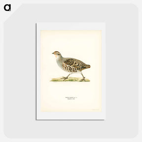 アートポストカード-Grey Partridge
 - スヴェンスカ フォグラル Postcard.