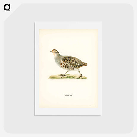 アートポストカード-Grey Partridge
 - スヴェンスカ フォグラル Postcard.