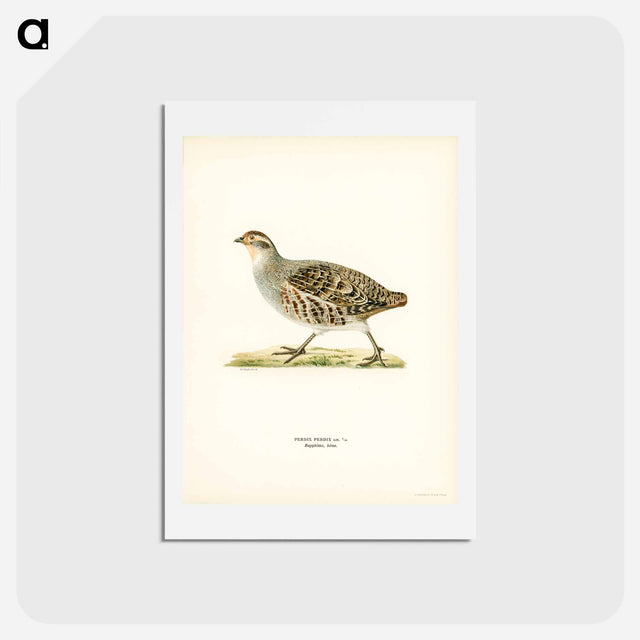 アートポストカード-Grey Partridge
 - スヴェンスカ フォグラル Postcard.