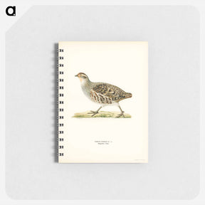 アートメモ帳-Grey Partridge
 - スヴェンスカ フォグラル Memo.