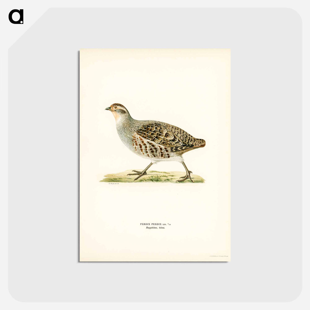アートポストカード-Grey Partridge
 - スヴェンスカ フォグラル Postcard.