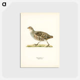 アートポストカード-Grey Partridge
 - スヴェンスカ フォグラル Postcard.