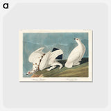 アートポストカード-American Ptarmigan and White-tailed Grous from Birds of America
 - アメリカの鳥たち Postcard.