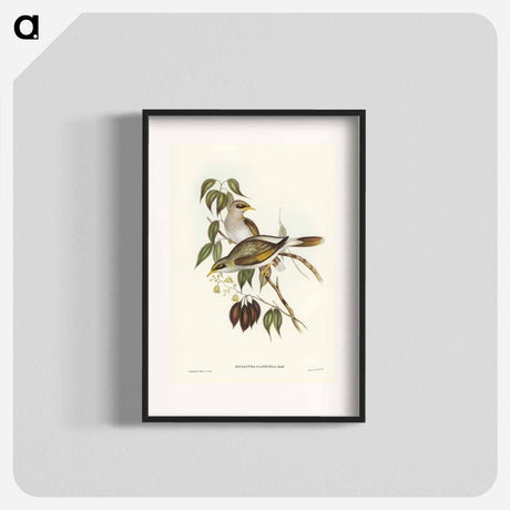 アートポスター-Yellow-throated Miner
- オーストラリアの鳥 Poster.