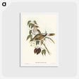 アートポストカード-Yellow-throated Miner
 - オーストラリアの鳥 Postcard.