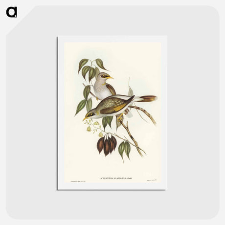 アートポストカード-Yellow-throated Miner
 - オーストラリアの鳥 Postcard.