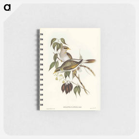 アートメモ帳-Yellow-throated Miner
 - オーストラリアの鳥 Memo.
