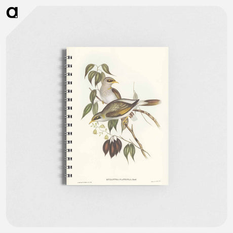 アートメモ帳-Yellow-throated Miner
 - オーストラリアの鳥 Memo.
