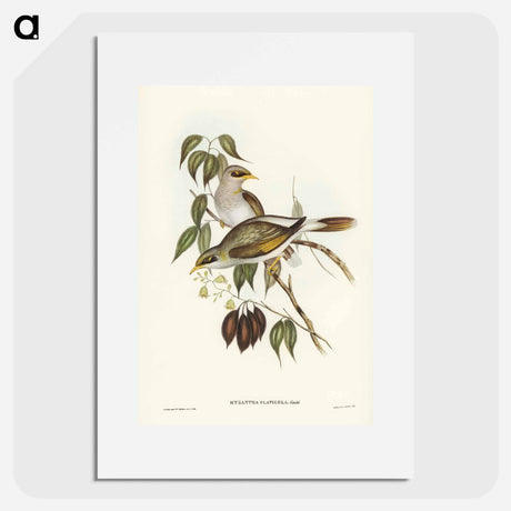 アートポスター-Yellow-throated Miner
- オーストラリアの鳥 Poster.