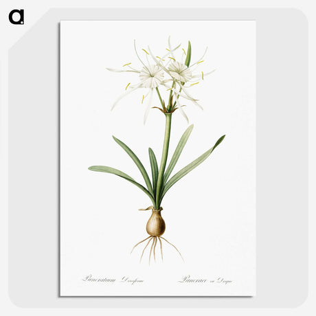 3-34_The-Lilies_picture-crop