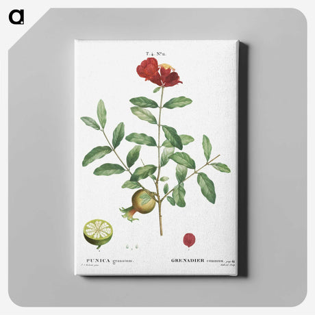 3-34_Treatise-on-Trees-and-Shrubs_canvas