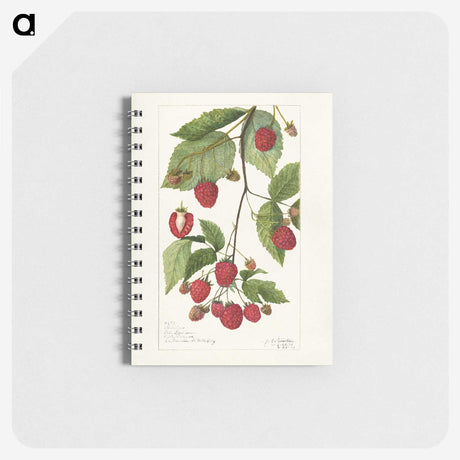 3-34_USDA-Watercolor-Fruit-Painting-Collection_memo