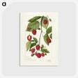 3-34_USDA-Watercolor-Fruit-Painting-Collection_postcard
