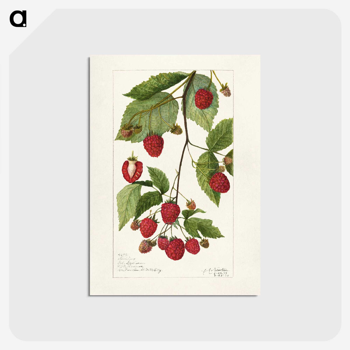 3-34_USDA-Watercolor-Fruit-Painting-Collection_postcard