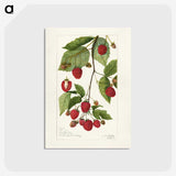 3-34_USDA-Watercolor-Fruit-Painting-Collection_postcard