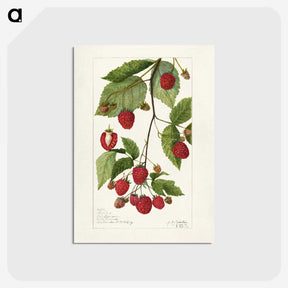 3-34_USDA-Watercolor-Fruit-Painting-Collection_postcard