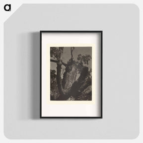 アートポスター-The Old Maple, Lake George - アルフレッド スティーグリッツ Poster.