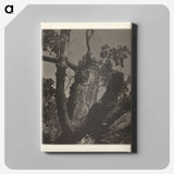 3-35_Alfred-Stieglitz_canvas