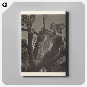 アートパネル-The Old Maple, Lake George - アルフレッド スティーグリッツ Canvas.