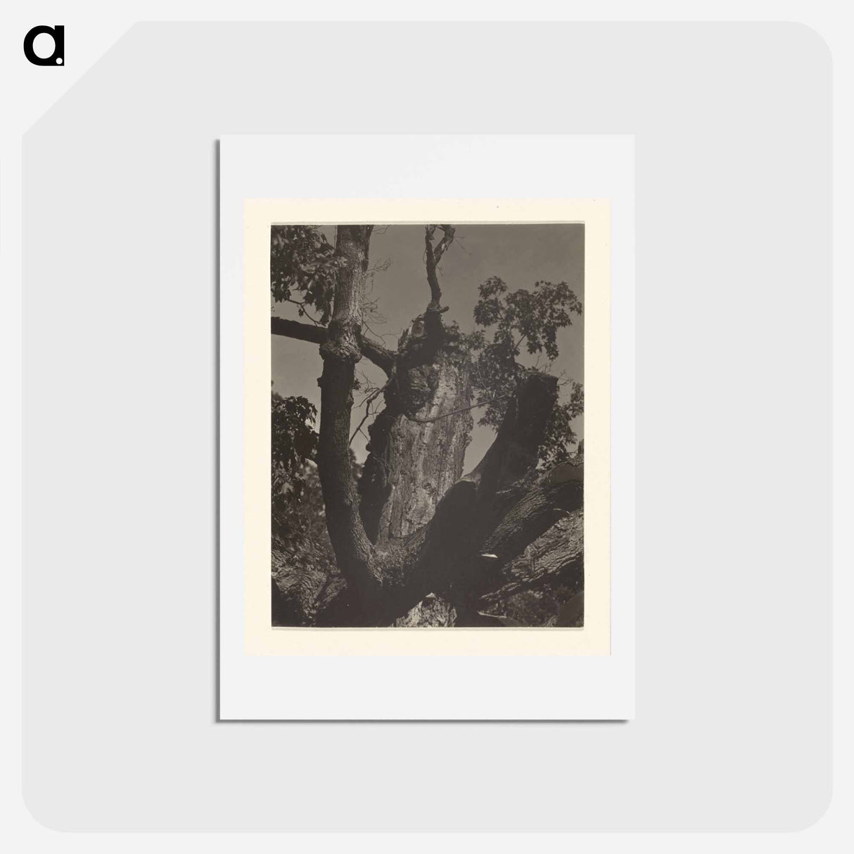 アートポストカード-The Old Maple, Lake George - アルフレッド スティーグリッツ Postcard.