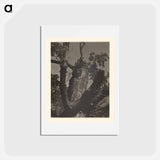 アートポストカード-The Old Maple, Lake George - アルフレッド スティーグリッツ Postcard.