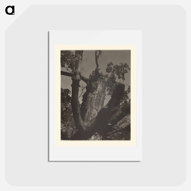 アートポストカード-The Old Maple, Lake George - アルフレッド スティーグリッツ Postcard.