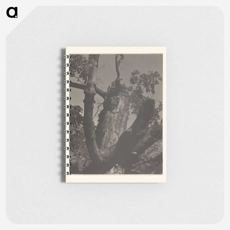 3-35_Alfred-Stieglitz_memo