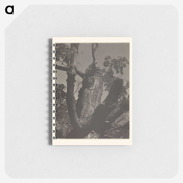3-35_Alfred-Stieglitz_memo