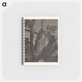 アートメモ帳-The Old Maple, Lake George - アルフレッド スティーグリッツ Memo.