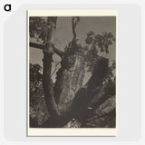 3-35_Alfred-Stieglitz_picture-crop
