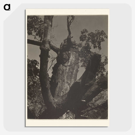 3-35_Alfred-Stieglitz_picture-crop