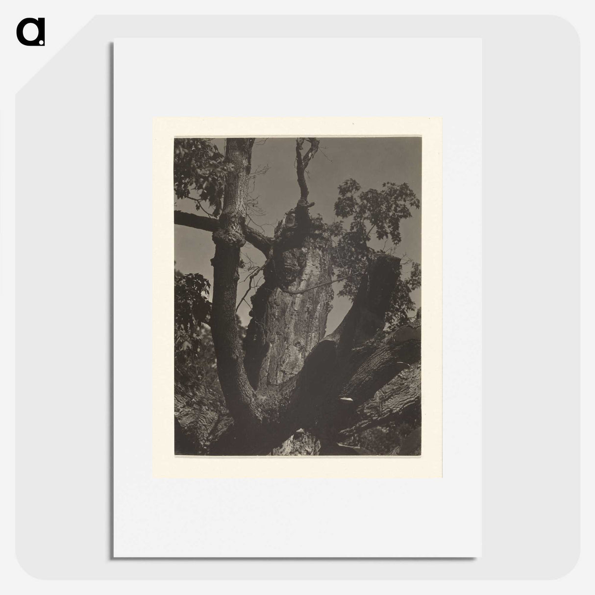 3-35_Alfred-Stieglitz_picture