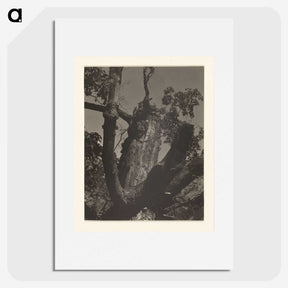 3-35_Alfred-Stieglitz_picture