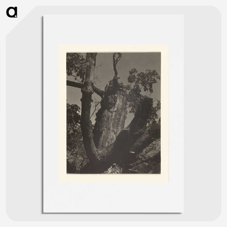 3-35_Alfred-Stieglitz_picture