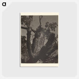 アートポストカード-The Old Maple, Lake George - アルフレッド スティーグリッツ Postcard.