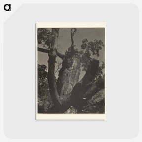 3-35_Alfred-Stieglitz_postcard