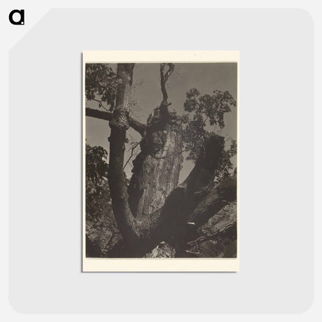 アートポストカード-The Old Maple, Lake George - アルフレッド スティーグリッツ Postcard.