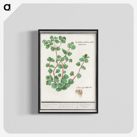 3-35_Anselmus-Boetius-de-Boodt_blk-crop