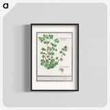 3-35_Anselmus-Boetius-de-Boodt_blk