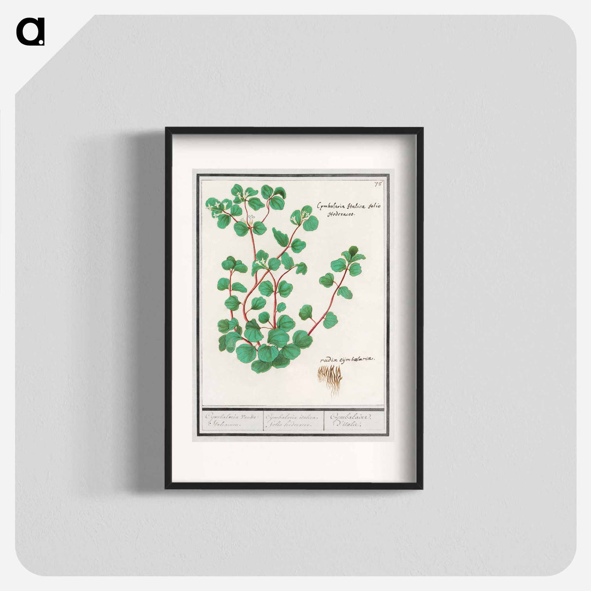Cymbalaria - アンセルムス ボエティウス デ ブート Poster.