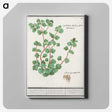3-35_Anselmus-Boetius-de-Boodt_canvas