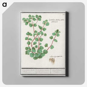 3-35_Anselmus-Boetius-de-Boodt_canvas