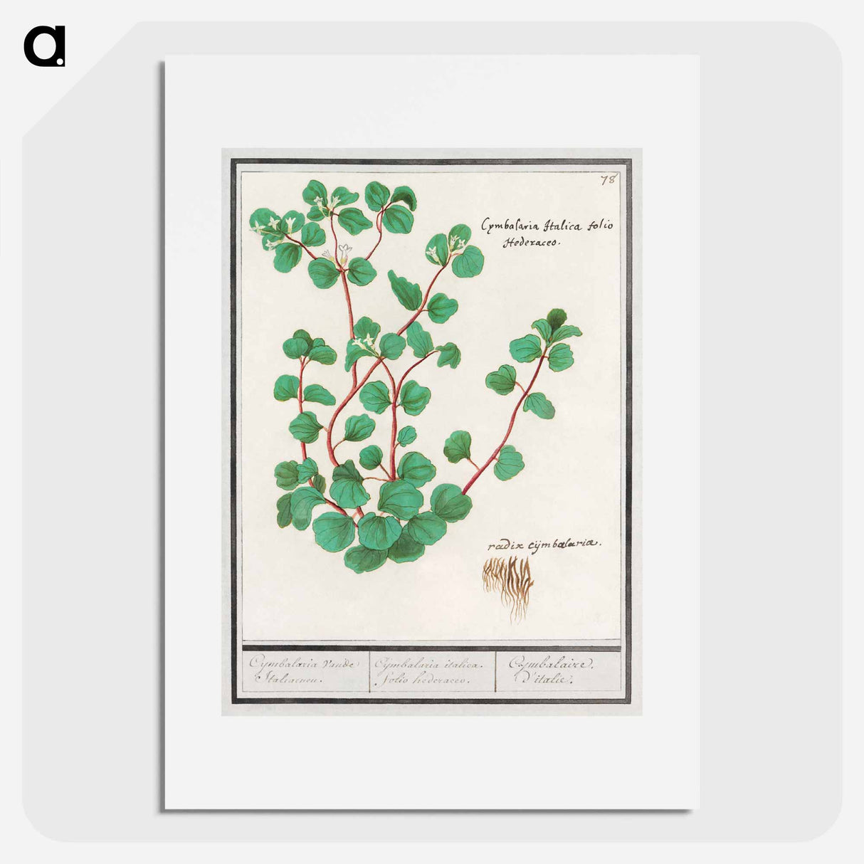 Cymbalaria - アンセルムス ボエティウス デ ブート Poster.