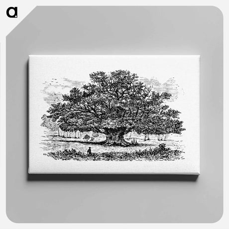 アートパネル-Victorian Tree Engraving
 - 大英図書館 Canvas.