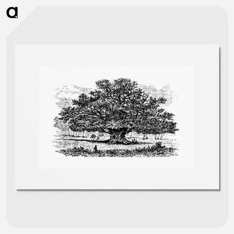 アートポスター-Victorian Tree Engraving
 - 大英図書館 Poster.