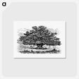 アートポストカード-Victorian Tree Engraving
 - 大英図書館 Postcard.