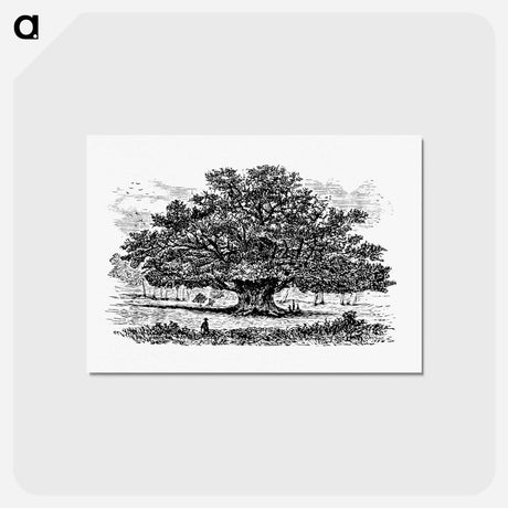 アートポストカード-Victorian Tree Engraving
 - 大英図書館 Postcard.
