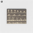 3-35_Eadweard-Muybridge_memo