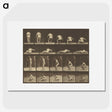 3-35_Eadweard-Muybridge_picture