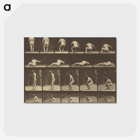 アートポストカード-Animal Locomotion
 - エドワード マイブリッジ Postcard.